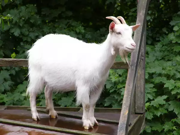 Man caught having sex with goat, says he fears contracting HIV from women